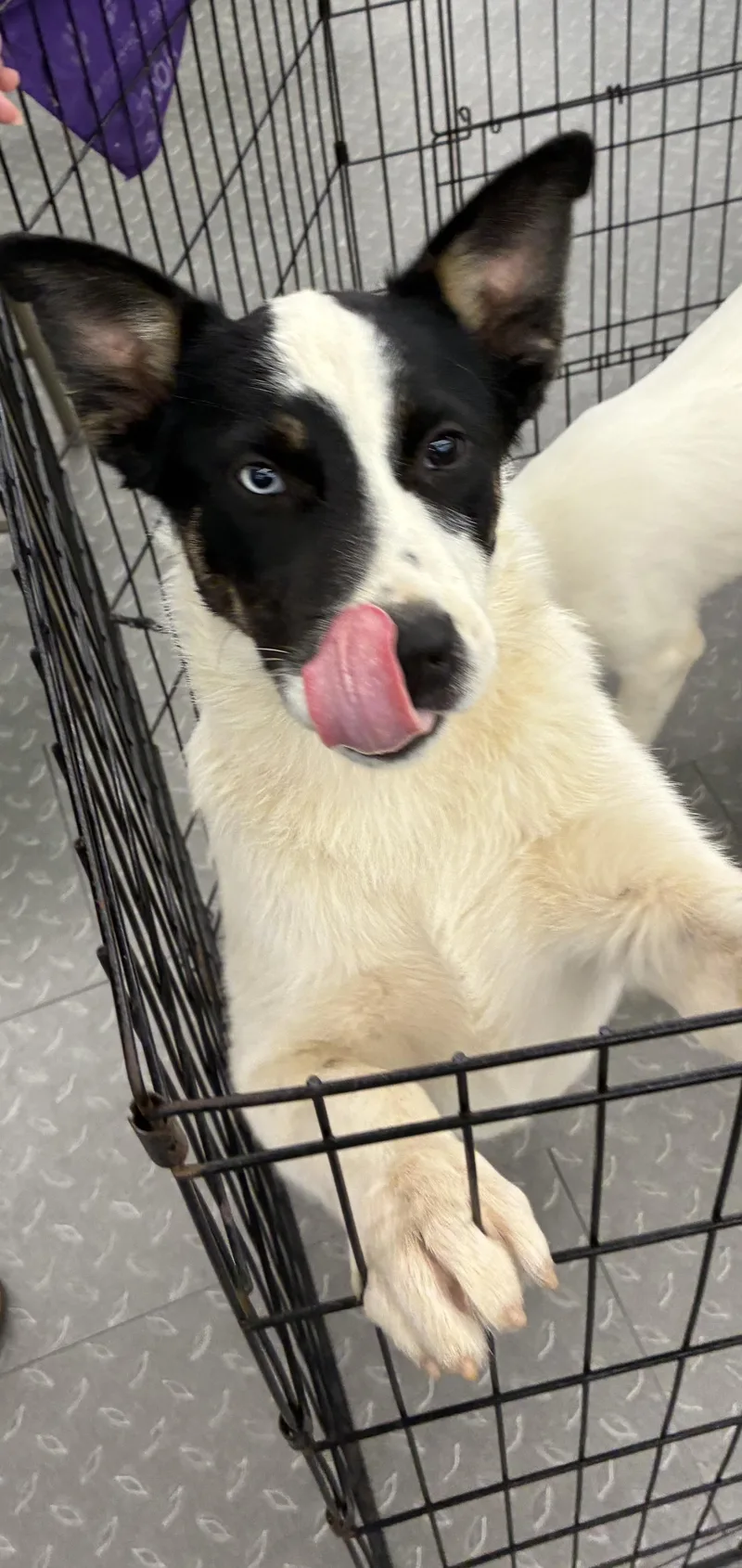 A young large-sized male Husky dog named Milo for adoption in Mobile, AL