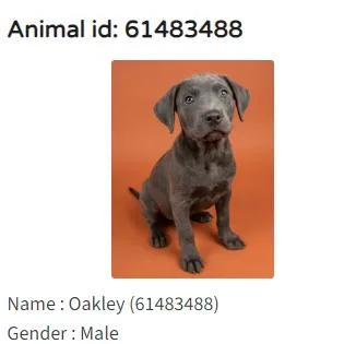 Oakley