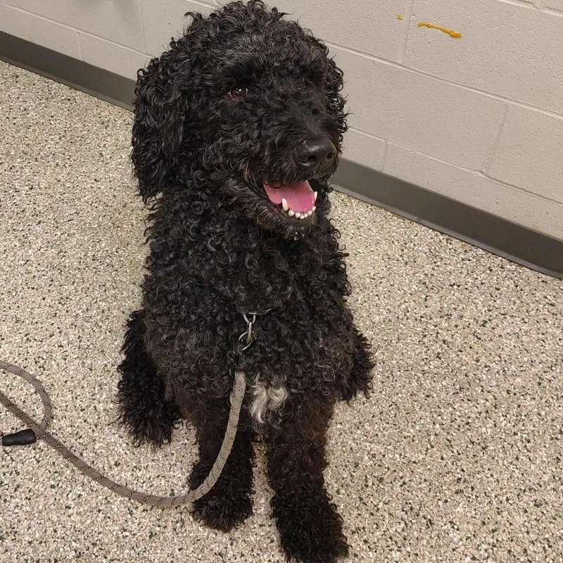 An adult large-sized male Black Standard Poodle dog named Jedi for adoption in Cedar Rapids, IA