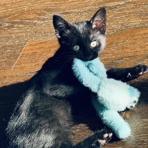 A baby medium-sized female Black Domestic Short Hair cat named Darjeeling for adoption in Chicago, IL