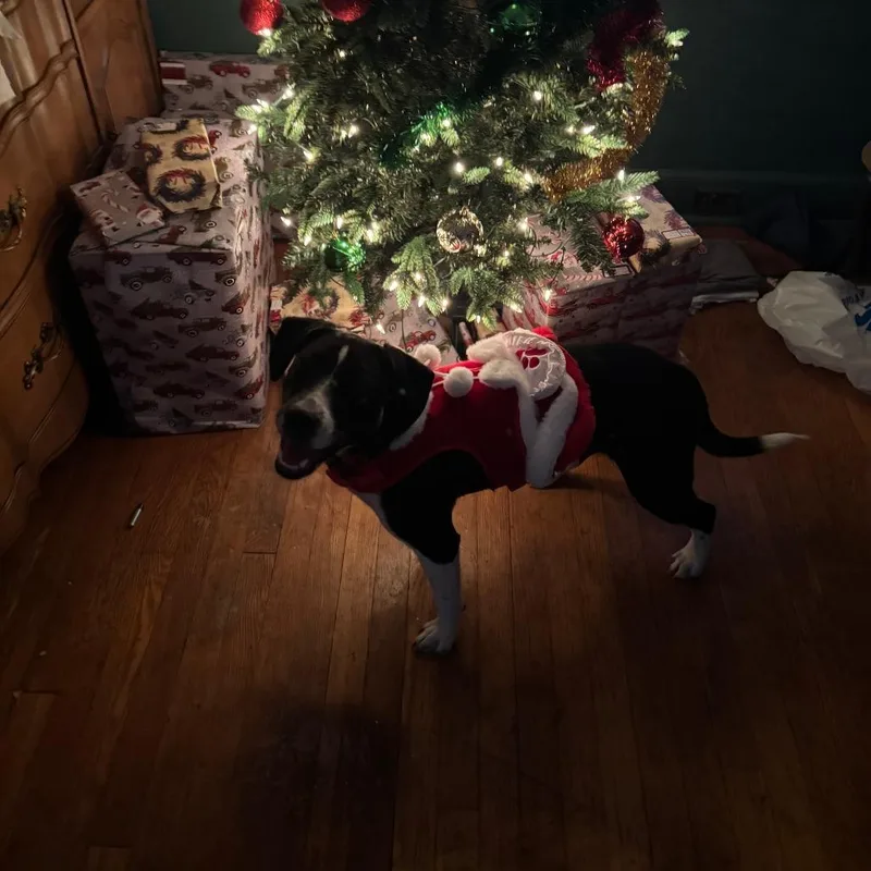 A young medium-sized female Black Hound dog named Spice for adoption in Lynchburg, VA
