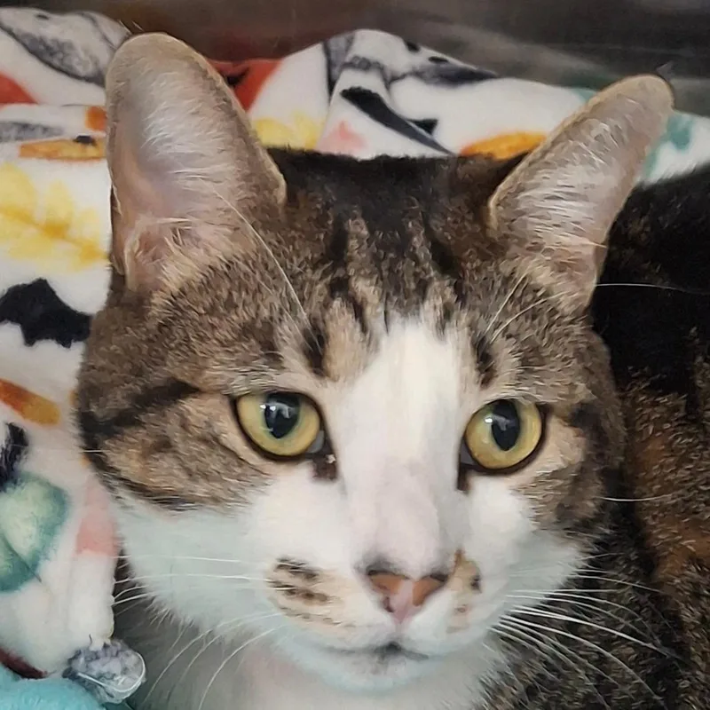 An adult large-sized female Brown / Chocolate Domestic Short Hair cat named Sky for adoption in Lakeland, FL