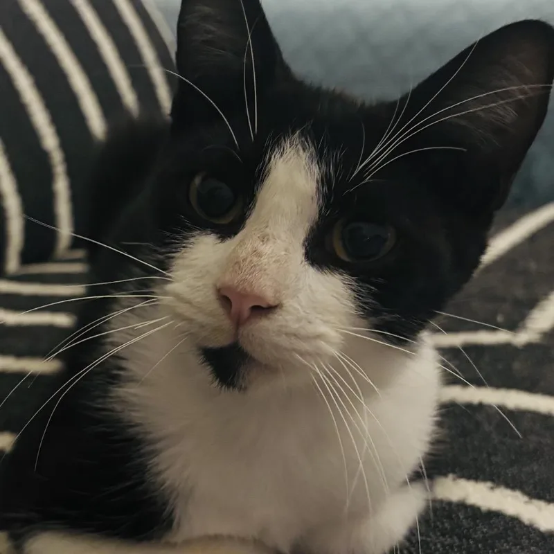 A young medium-sized male Black Domestic Short Hair cat named Jr for adoption in Hamburg, NY