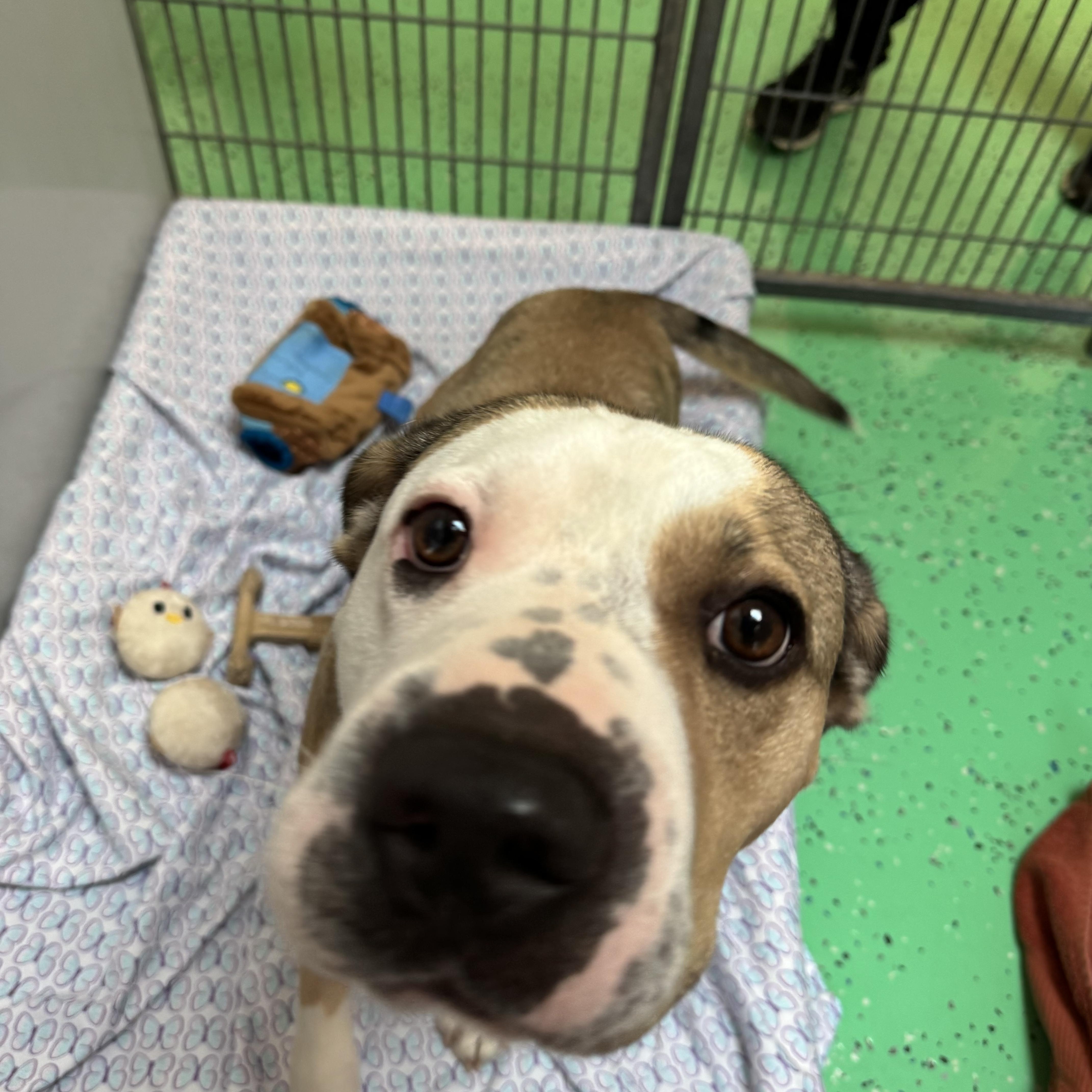 A young medium-sized male Terrier dog named Kaiser for adoption in Southold, NY