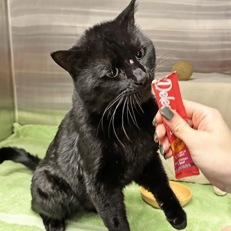 A young large-sized male Black Domestic Short Hair cat named Monday for adoption in Hailey, ID