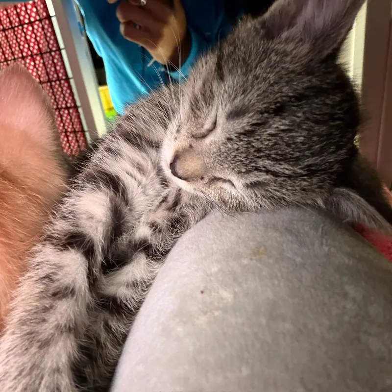 A baby small-sized male Gray / Blue / Silver Domestic Short Hair cat named Marbles for adoption in Camden, DE