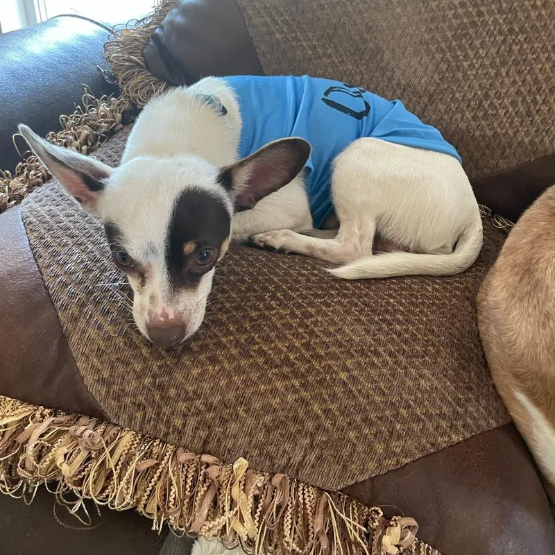 An adult small-sized male White / Cream Chihuahua dog named Oreo for adoption in Seal Beach, CA