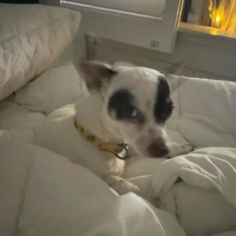 Oreo thumbnail 4