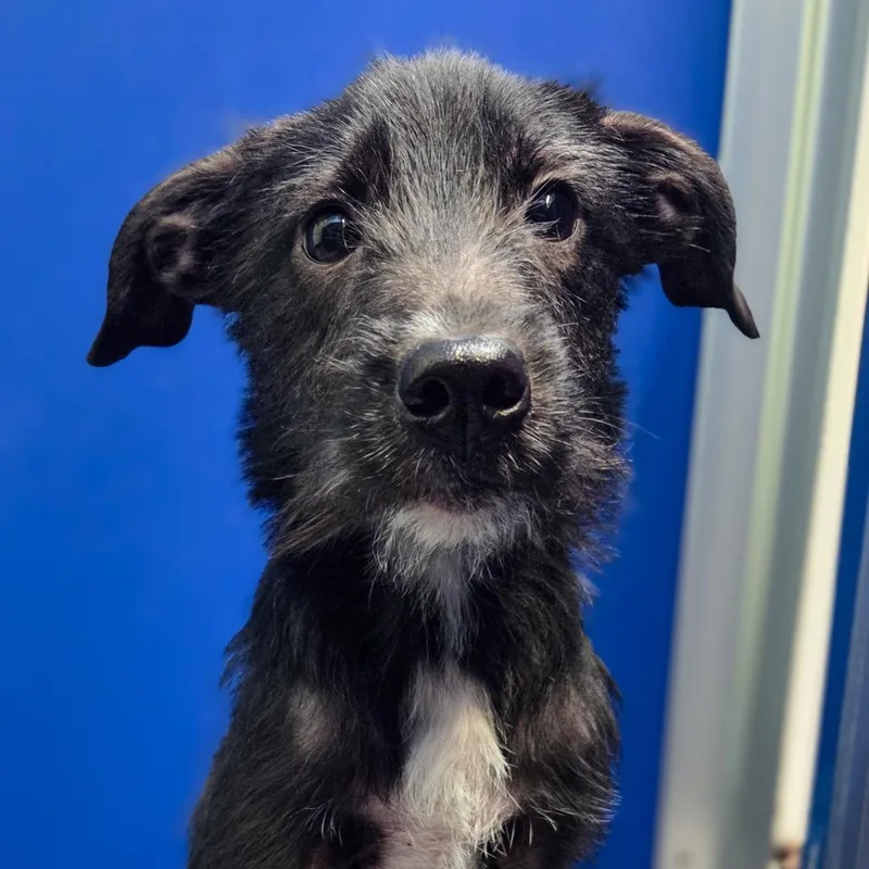 A baby small-sized female Black Terrier dog named Heidi for adoption in Newport, TN