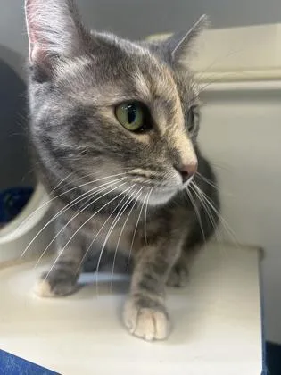 A senior medium-sized female Domestic Short Hair cat named Blue for adoption in Picayune, MS