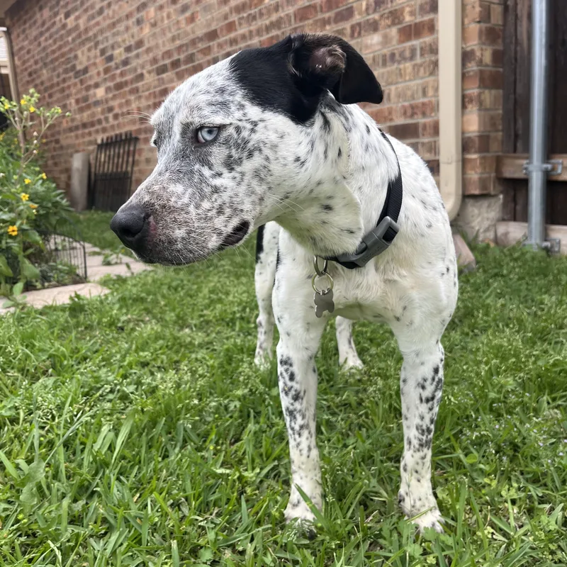 A young medium-sized female Australian Cattle Dog / Blue Heeler dog named Izzie for adoption in Plano, TX