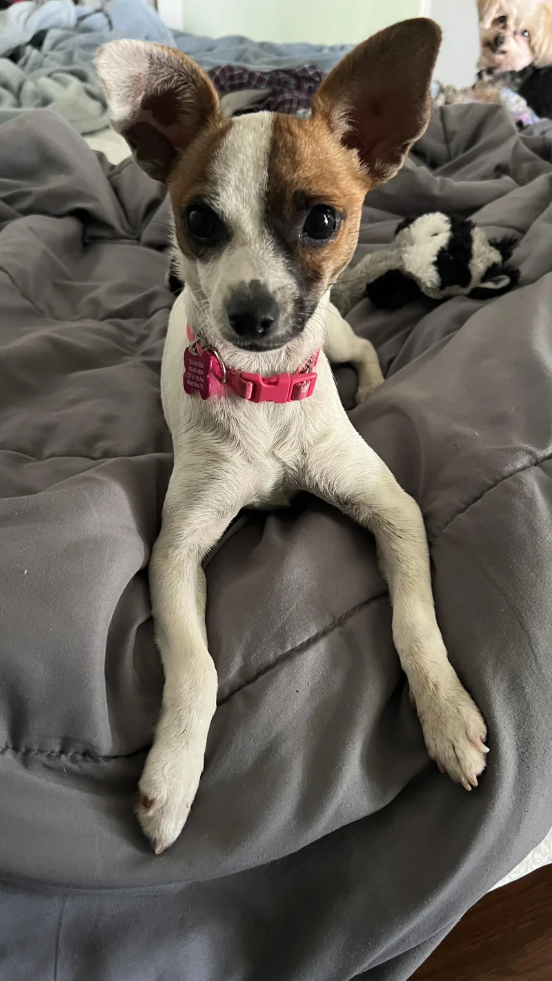 Tinkerbelle thumbnail 2