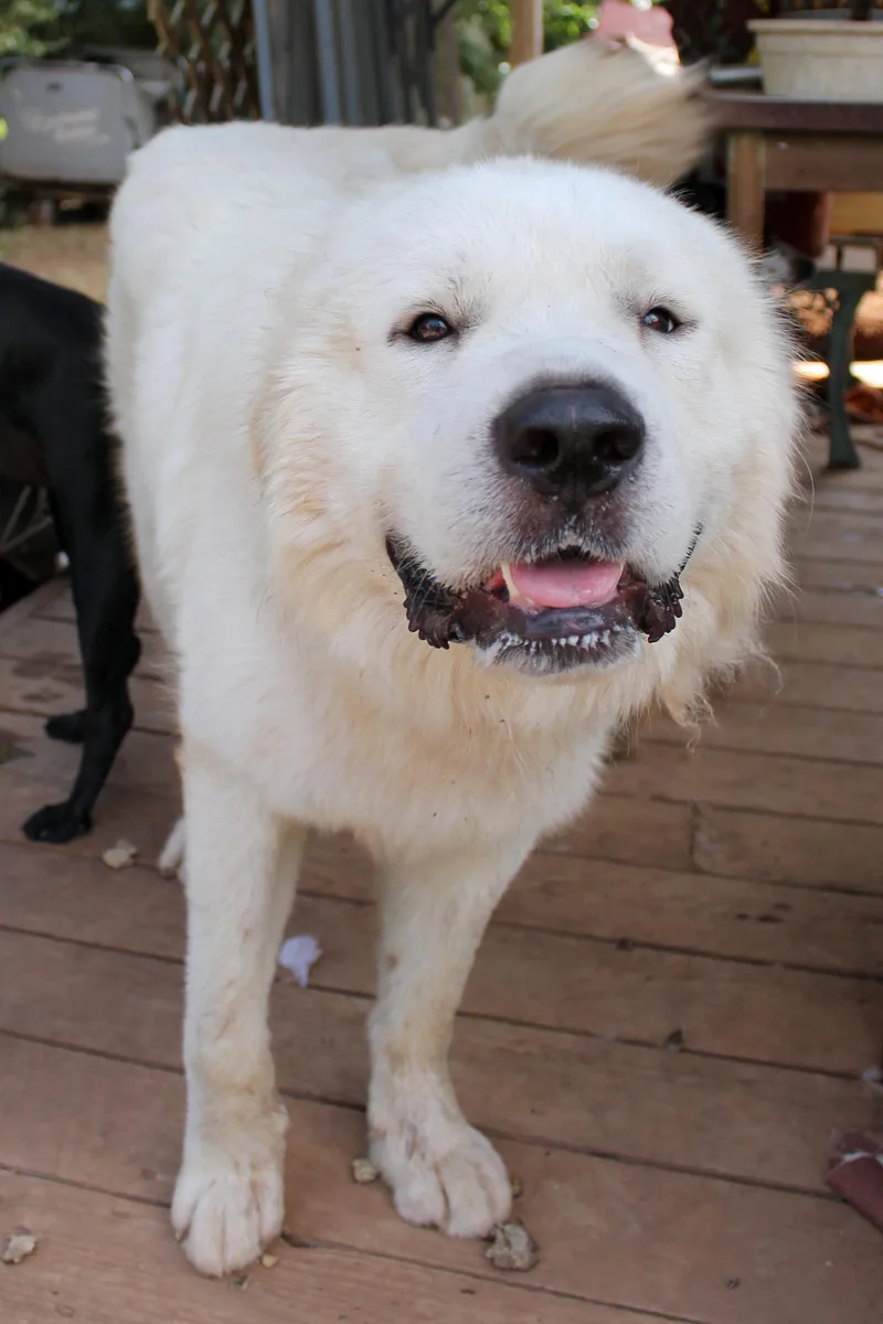 Polar Bear thumbnail 3