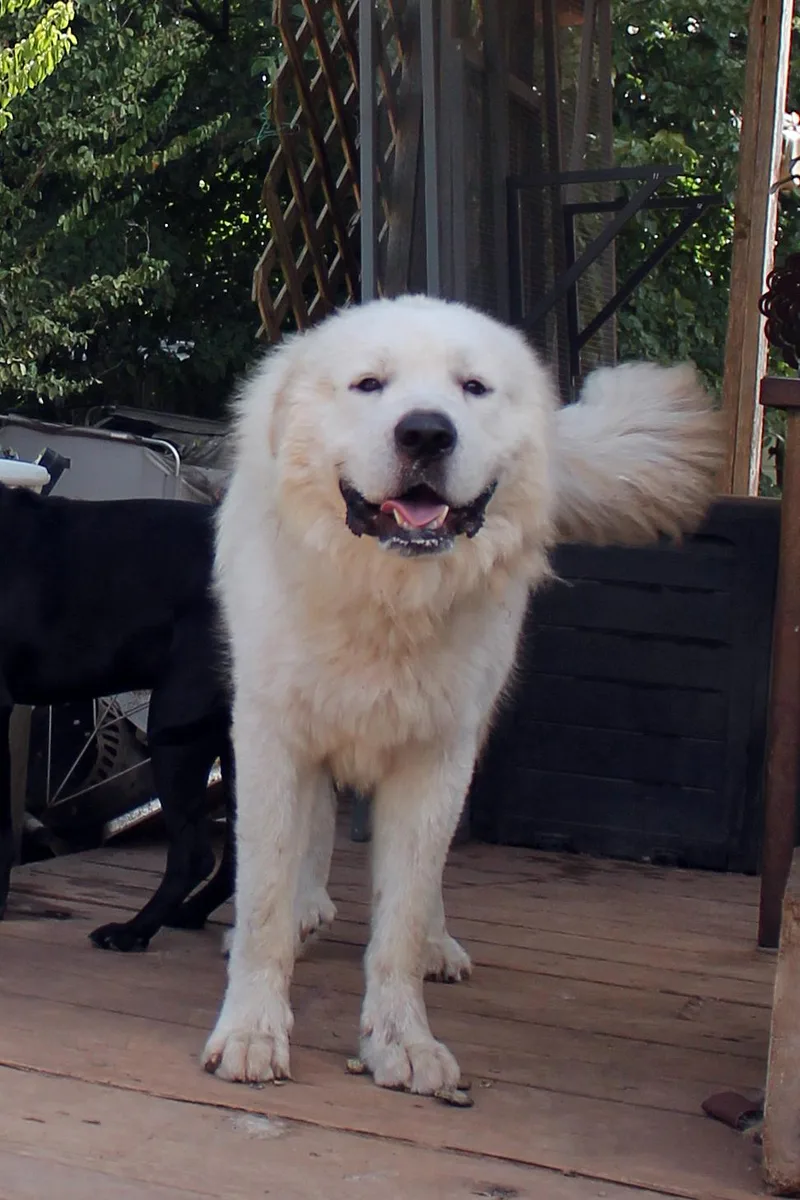 Polar Bear thumbnail 4