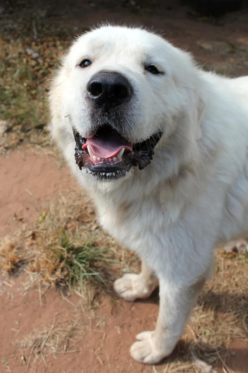 Polar Bear thumbnail 5