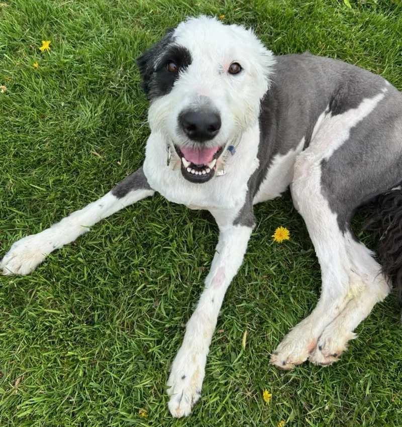 A young large-sized male White / Cream Old English Sheepdog dog named Vinter for adoption in Neillsville, WI