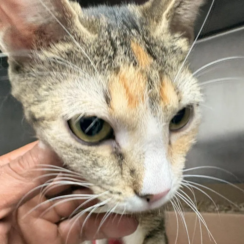 A young medium-sized female Calico Domestic Short Hair cat named Lucky Lady for adoption in Newark, NJ