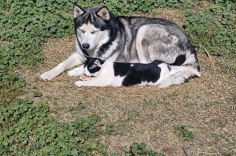 An adult large-sized male Black Siberian Husky dog named Apollo for adoption in Amherst, MA