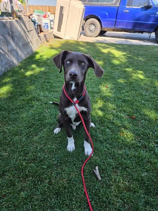 An adult large-sized male Brown / Chocolate Weimaraner dog named Ruckus for adoption in North Bend, WA