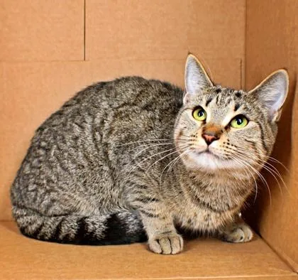 An adult medium-sized female Domestic Short Hair cat named Blanche for adoption in Morton Grove, IL