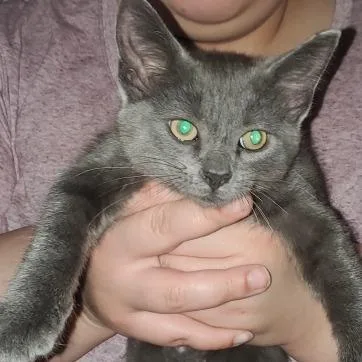 Lt. Whiskers