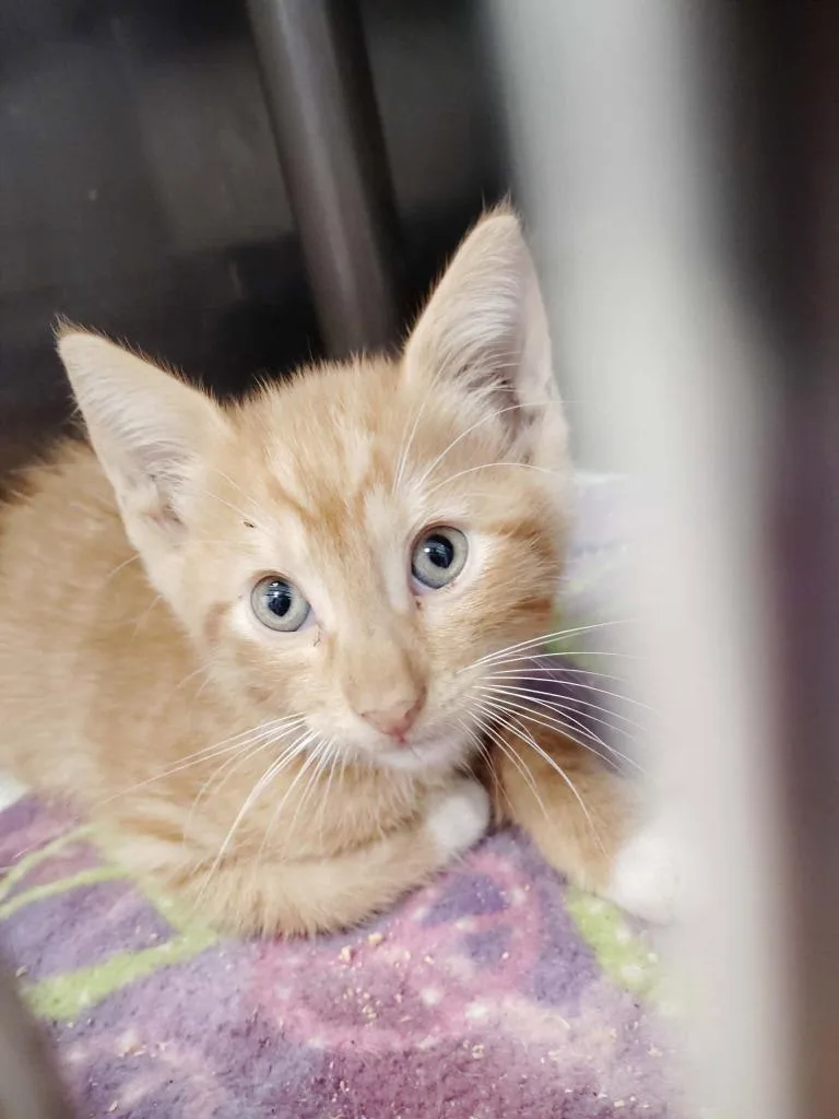 A baby medium-sized male Domestic Short Hair cat named Logan for adoption in Republic, MO