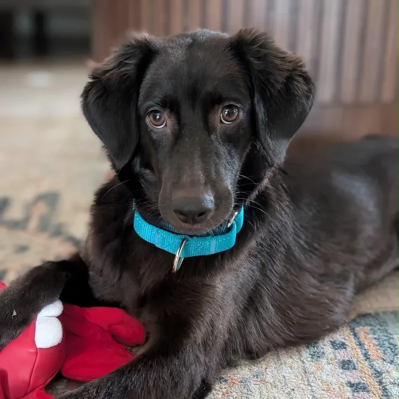 A young medium-sized female Brown / Chocolate Flat-Coated Retriever dog named Magnificient Macey for adoption in Reston, VA