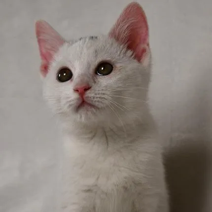 A baby small-sized female White Domestic Short Hair cat named Zelda for adoption in Johnson City, TN