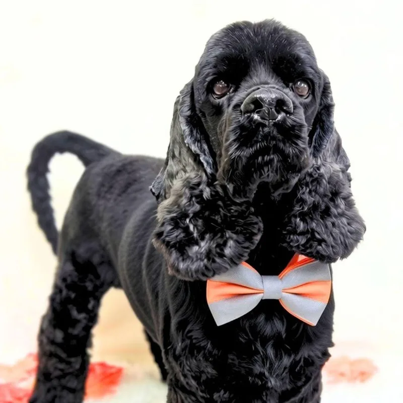 An adult small-sized male Black Cocker Spaniel dog named Loki for adoption in Sherman Oaks, CA