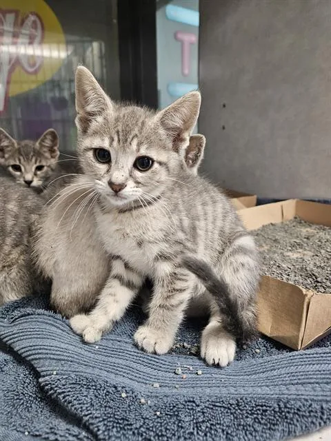 A baby small-sized female Domestic Short Hair cat named Sticky for adoption in Omaha, NE