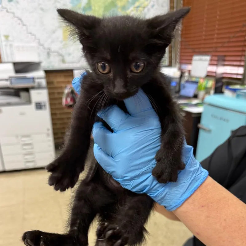 A baby small-sized female Black Domestic Short Hair cat named Bernice for adoption in Birmingham, AL