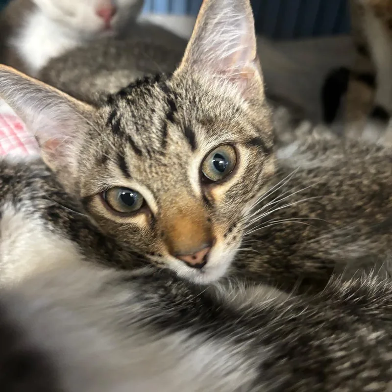 A baby small-sized male Brown / Chocolate Domestic Short Hair cat named Leonardo for adoption in Lakeland, FL