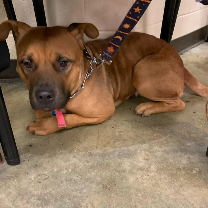An adult medium-sized female Yellow / Tan / Blond / Fawn Mixed Breed dog named Annie for adoption in Memphis, TN