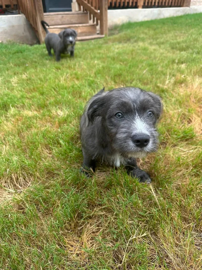 A baby medium-sized male Gray / Blue / Silver Terrier dog named Ralphie for adoption in San Antonio, TX