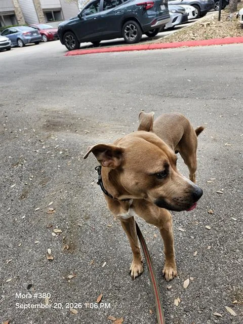 A young medium-sized male American Staffordshire Terrier dog named Henry for adoption in San Antonio, TX