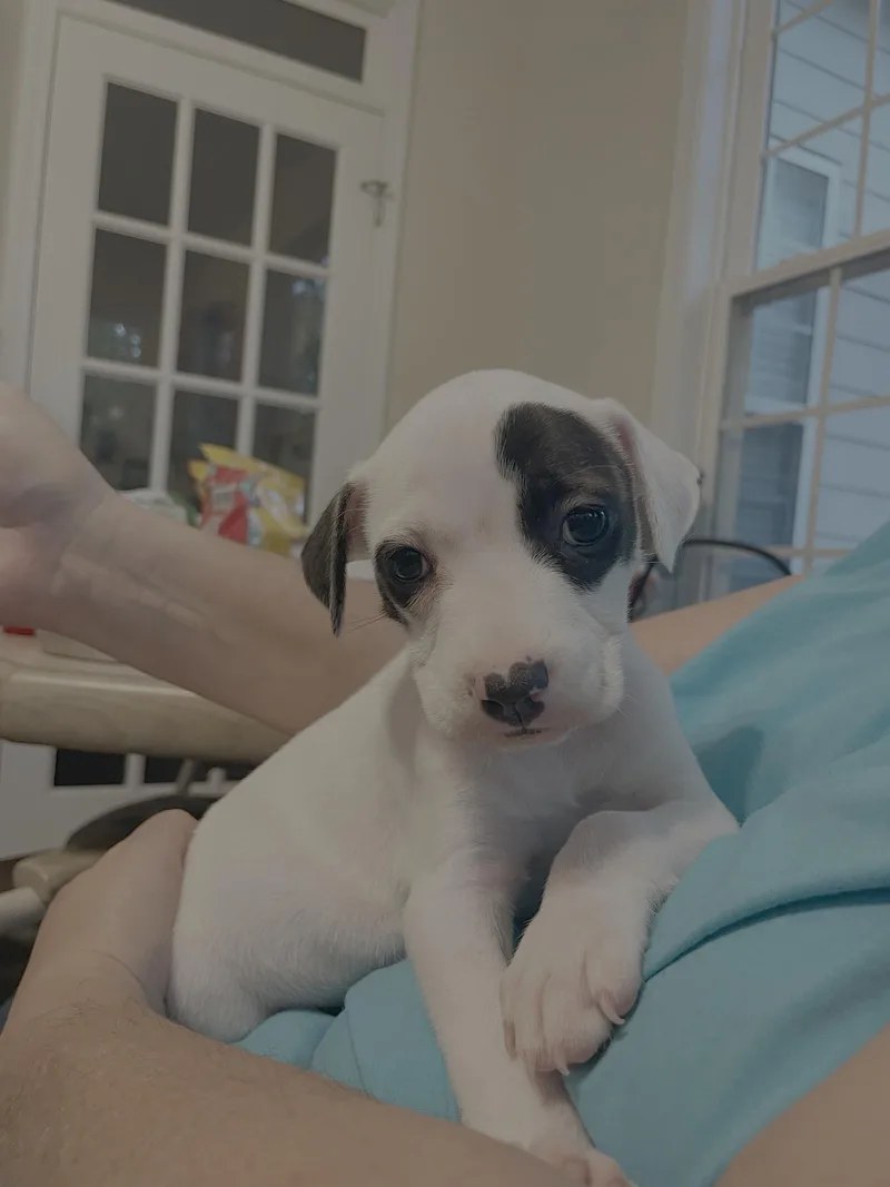 A baby medium-sized female Terrier dog named Raine  Autumn's baby for adoption in Holly Springs, NC