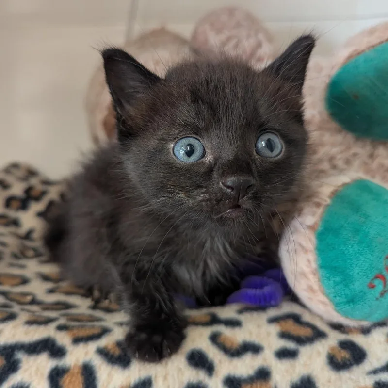 A baby small-sized male Black Domestic Short Hair cat named Gecko for adoption in Evansville, IN