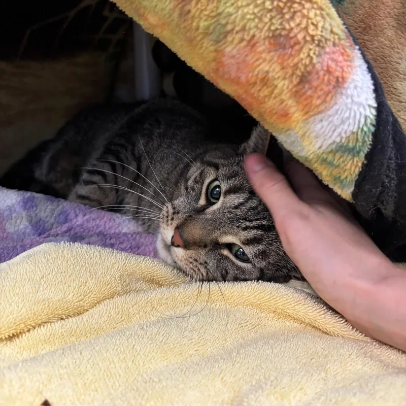 An adult large-sized male Domestic Short Hair cat named Beckham for adoption in Grand Rapids, MI