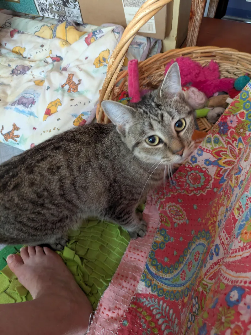 A young medium-sized female Domestic Short Hair cat named Princess for adoption in Melrose, MA