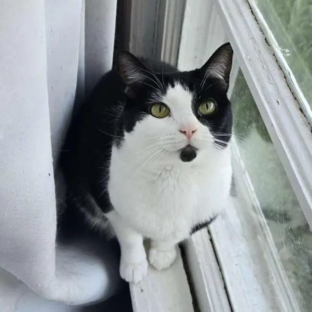An adult small-sized female Black Domestic Short Hair cat named Cookie for adoption in Columbus, GA