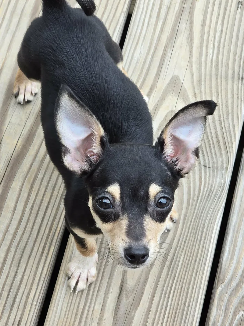 Lola
