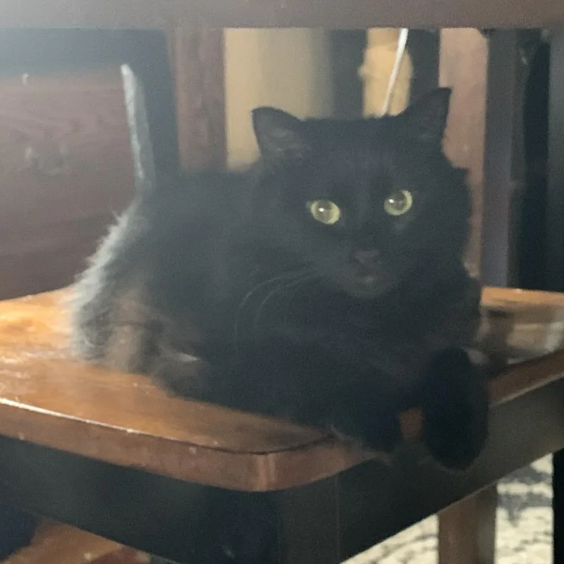 Count fluffula