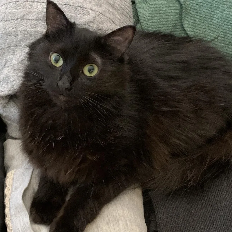 Count fluffula thumbnail 2