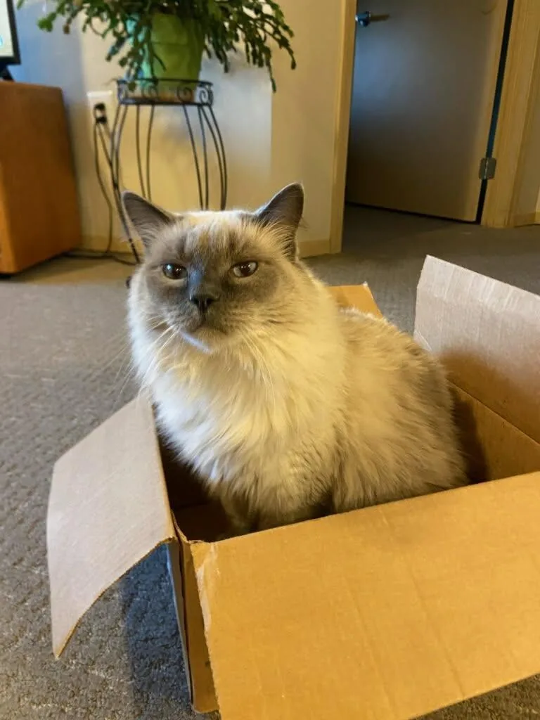 An adult medium-sized female Lilac Point Siamese cat named Jazzy for adoption in Billings, MT
