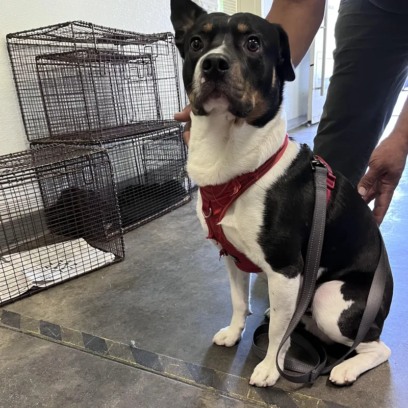 A young medium-sized male Mixed Breed dog named Mako for adoption in Los Angeles, CA
