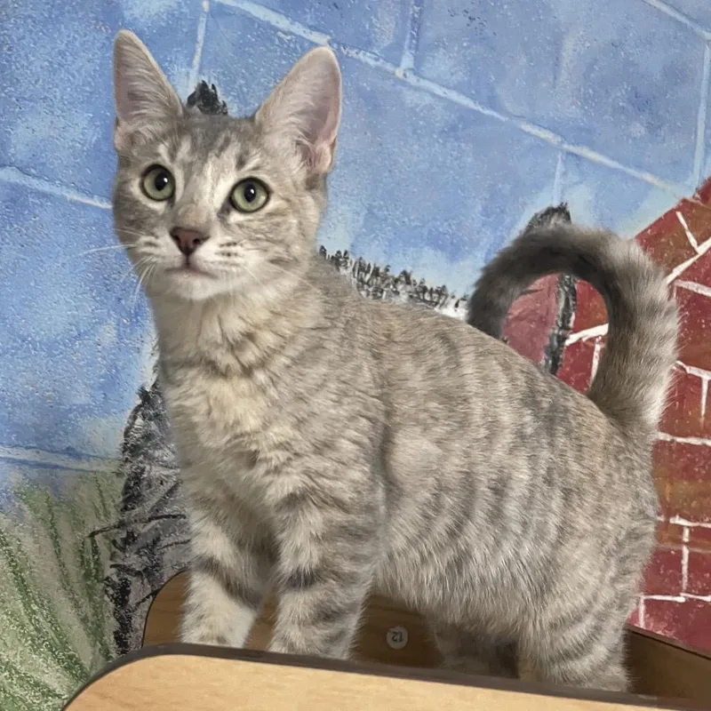A baby small-sized female Domestic Short Hair cat named Dolores for adoption in Laredo, TX