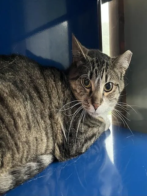 An adult small-sized male Domestic Short Hair cat named Buddy for adoption in Westminster, MD