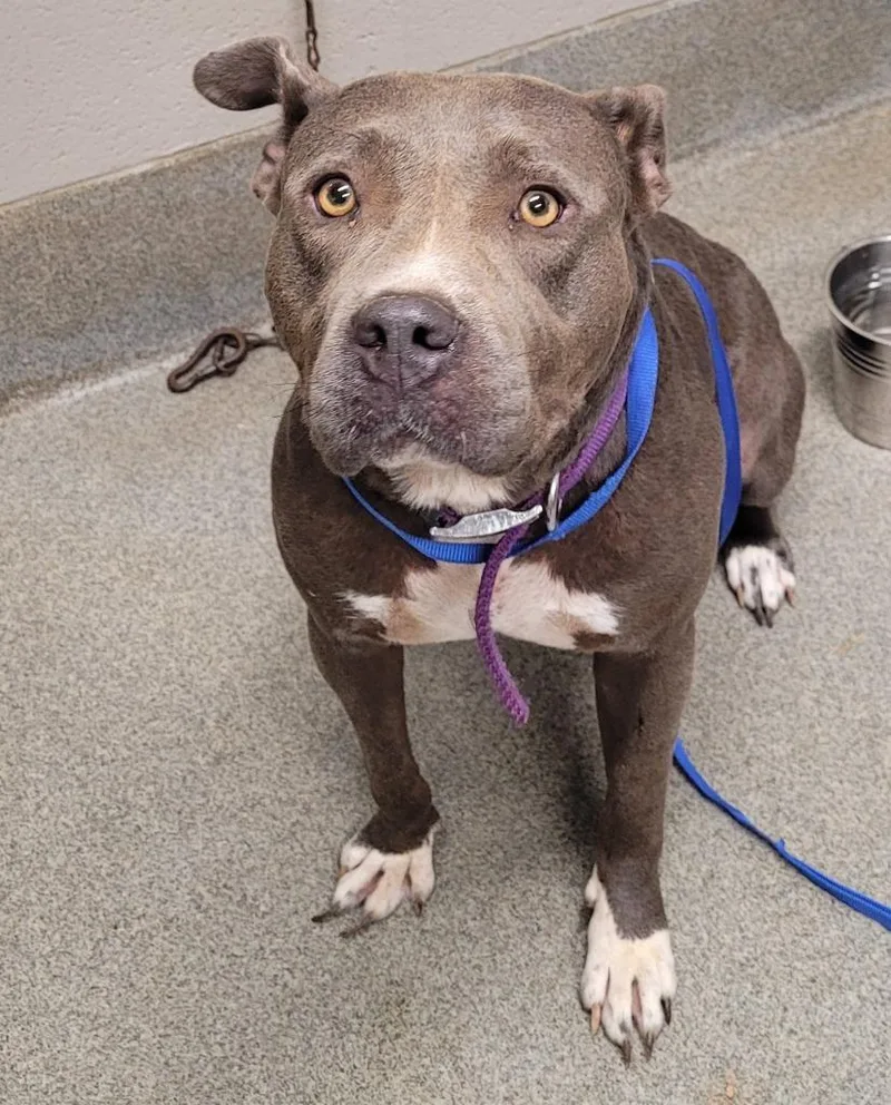 An adult large-sized female American Staffordshire Terrier dog named Cardi for adoption in Hopkinsville, KY