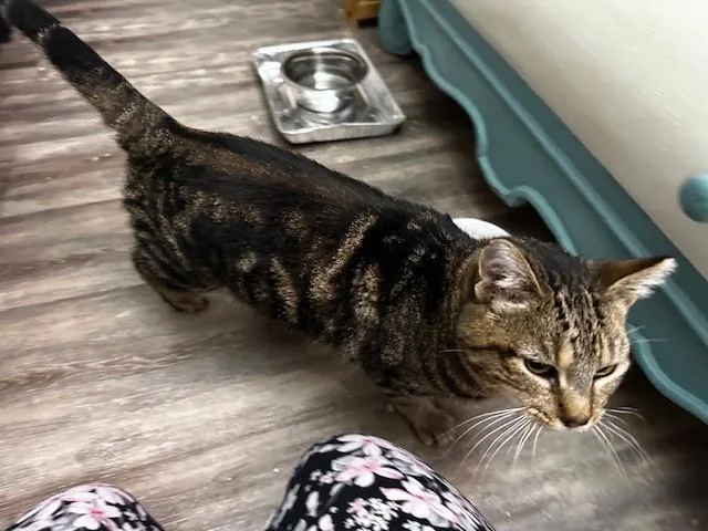 A senior small-sized female Tabby cat named Taco Gatocat for adoption in Sunnyvale, CA