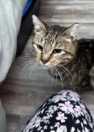 Taco Gatocat thumbnail 2